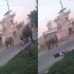 Haridwar: हाथियों के झुंड ने सड़क पर मचाया तांडव, डर के मारे भागने लगे लोग, गिरा साइकिल सवार… अटकी सांसें