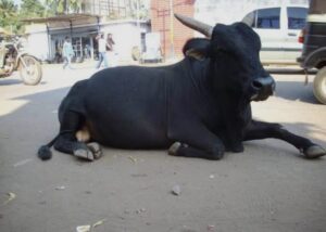 उत्तराखंड : जगजीतपुर में सांड का कहर _ सेवानिर्वृत्त रेलवे कर्मचारी की मौत_देखे विडिओ !!