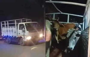 उत्तराखंड/नैनीताल : भीमताल में गौवंश ले जा रहे ट्रक को ग्रामीणों ने रोका, तीन युवक गिरफ्तार_ देखे विडिओ !!