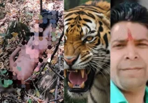 उत्तराखंड / नैनीताल : बाघ का आतंक: खेत में काम कर रहे युवक की मौत, ग्रामीणों में दहशत और आक्रोश…