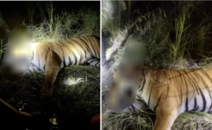 उत्तराखंड / नैनीताल / देहरादून : ज्यूलिकोट में आतंक मचाने वाला खूंखार बाघ काबू में, वन विभाग ने किया ट्रेंक्यूलाइज (बेहोश)…