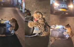 उत्तराखंड / नैनीताल : ब्रेकिंग न्यूज़ ; अचानक झपटा गुलदार बाइक से टकराया, चेन में फंसा पैर; सड़क पर मची अफरा-तफरी…