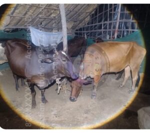 उत्तराखंड / हरिद्वार : कलियर में गोवंश संरक्षण स्क्वाड की बड़ी कार्रवाई, 280 किलो गोमांस बरामद; एक आरोपी गिरफ्तार…