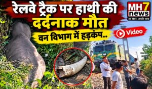 उत्तराखंड / उधमसिंहनगर : उत्तराखंड: रेलवे ट्रैक पर ट्रेन की चपेट में आने से नर हाथी की मौत, वन विभाग में मचा हड़कंप